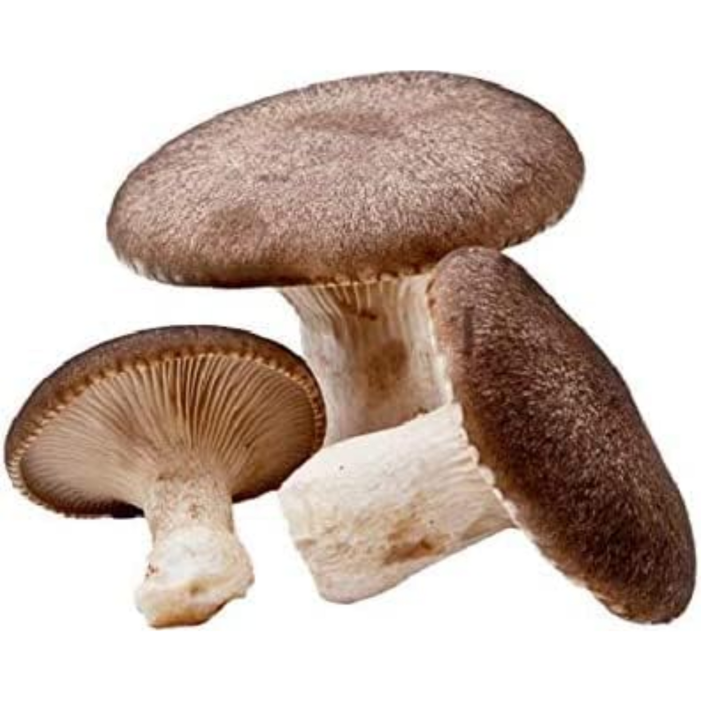 Balletta funghi cardoncelli Pleurotus Eryngii ideale per la coltivazione