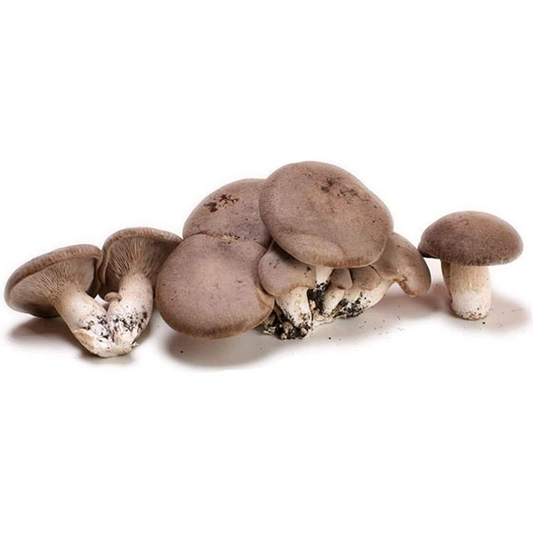 Balletta funghi cardoncelli Pleurotus Eryngii ideale per la coltivazione
