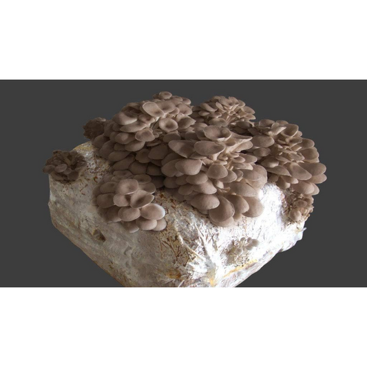 Balletta funghi cardoncelli Pleurotus Eryngii ideale per la coltivazione