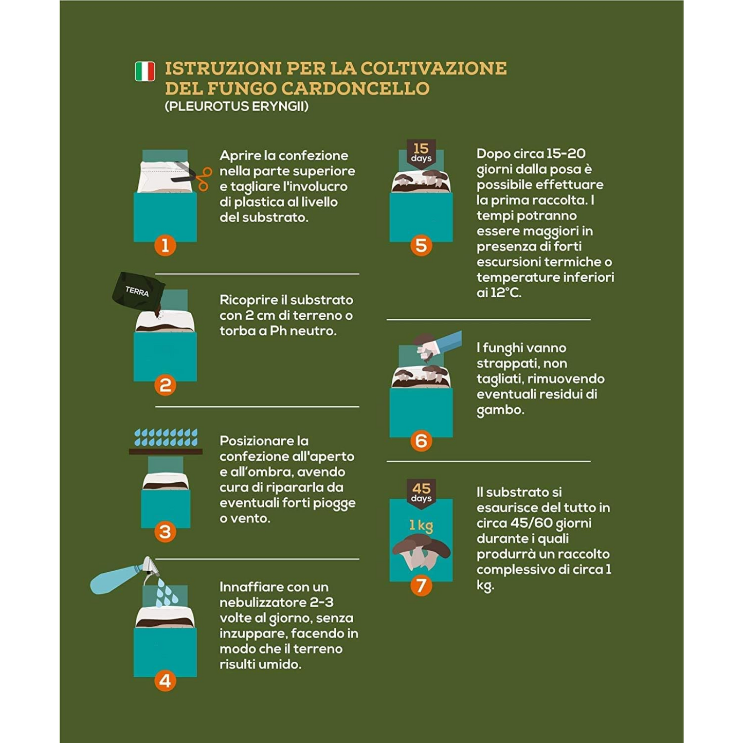 Balletta funghi cardoncelli Pleurotus Eryngii ideale per la coltivazione